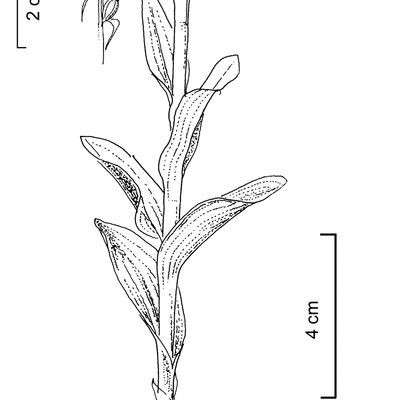 Coeloglossum viride (L.) Hartm., 2 December 2022, © 2022, Stefan Eggenberg – Flora Vegetativa - Haupt Verlag
