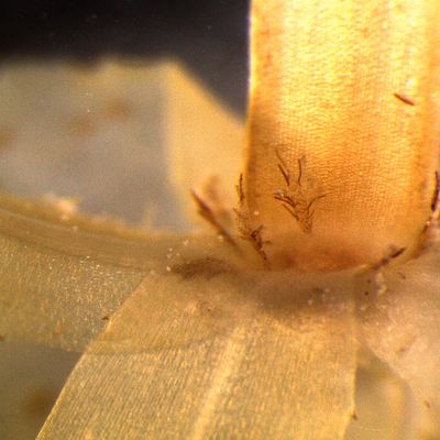 Hydrilla verticillata (L. f.) Royle, 23 April 2025, © Copyright 2025 Helena Burch