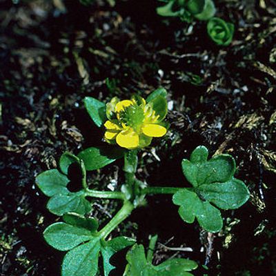 Ranunculus pygmaeus Wahlenb., © 2022, Andreas Gygax – Macun