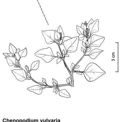 Chenopodium vulvaria L., 12 January 2023, © 2022, Stefan Eggenberg – Flora Vegetativa © Haupt Verlag