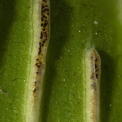 Phyllitis scolopendrium (L.) Newman, 9 June 2020, © Copyright Françoise Alsaker