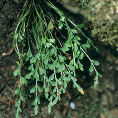 Asplenium ×alternifolium Wulfen, © Copyright Christophe Bornand