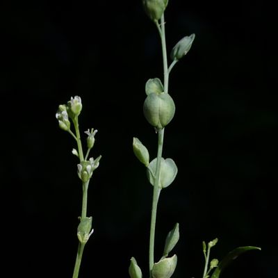 Lepidium sativum L., © Copyright Christophe Bornand
