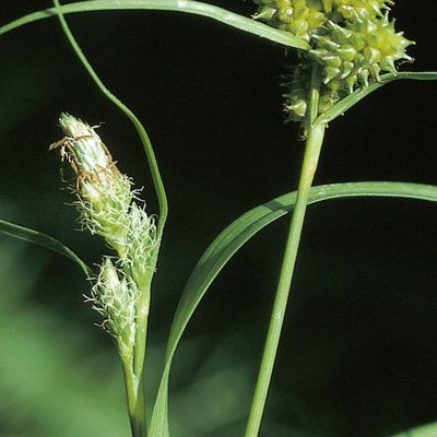 Carex viridula Michx., © 2022, Konrad Lauber – Flora Helvetica – Haupt Verlag
