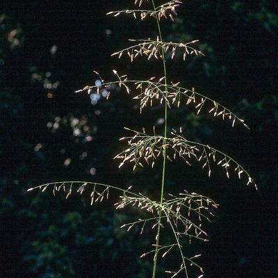 Eragrostis pectinacea (Michx.) Nees, © 2022, Konrad Lauber – Flora Helvetica – Haupt Verlag