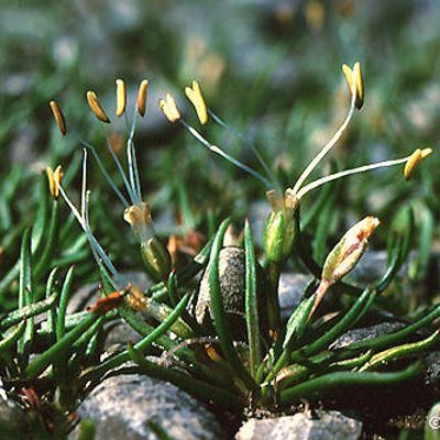 Littorella uniflora (L.) Asch., © 2022, Andreas Gygax – Bodensee