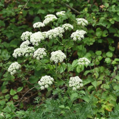 Peucedanum venetum (Spreng.) W. D. J. Koch, © Copyright Christophe Bornand