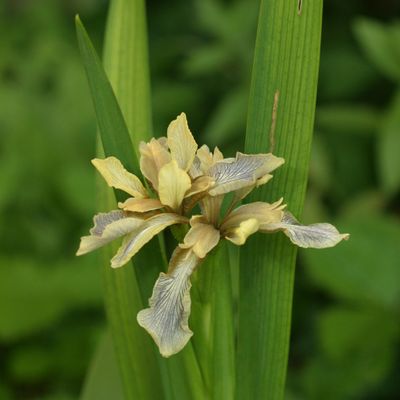 Iris foetidissima L., © Copyright Christophe Bornand