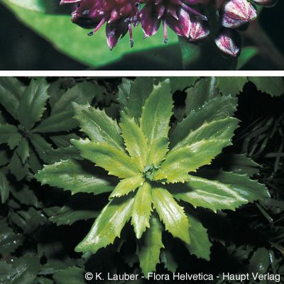 Sedum telephium subsp. fabaria Kirschl., © 2022, Konrad Lauber – Flora Helvetica – Haupt Verlag