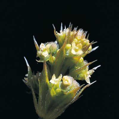Galium spurium L., © 2022, Konrad Lauber – Flora Helvetica – Haupt Verlag