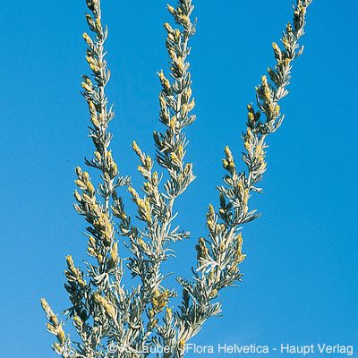 Artemisia vallesiaca All., © 2022, Konrad Lauber – Flora Helvetica – Haupt Verlag