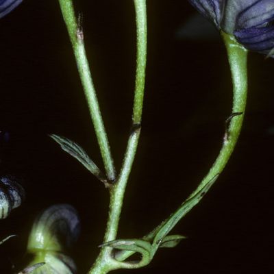 Aconitum variegatum subsp. rostratum (DC.) Gáyer, 28 June 2021, © Copyright Christophe Bornand