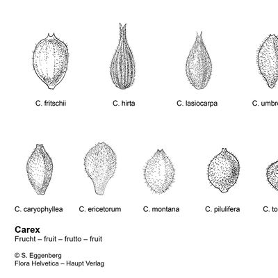 Carex ericetorum Pollich, © 2022, Stefan Eggenberg – Flora Vegetativa - Haupt Verlag