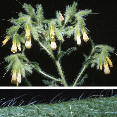 Onosma helvetica (A. DC.) Boiss., © 2022, Konrad Lauber – Flora Helvetica – Haupt Verlag