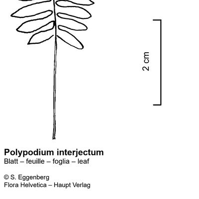Polypodium interjectum Shivas, © 2022, Stefan Eggenberg – Flora Vegetativa - Haupt Verlag