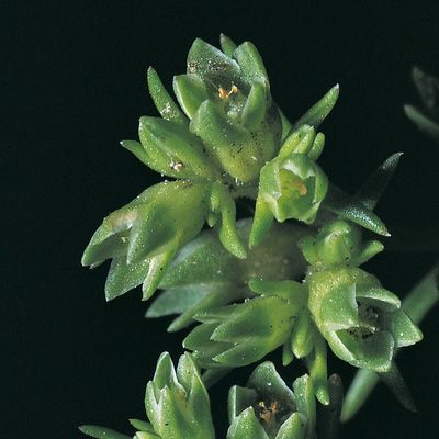 Scleranthus annuus subsp. polycarpos (L.) Bonnier & Layens, © 2022, Konrad Lauber – Flora Helvetica – Haupt Verlag