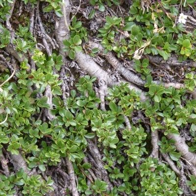 Salix serpillifolia Scop., © 2014, R. & P. Bolliger  – Olivone (TI)