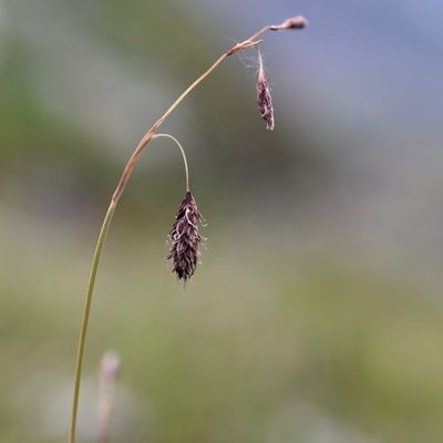 Carex atrofusca Schkuhr, © 2022, Philippe Juillerat – Mauvoisin