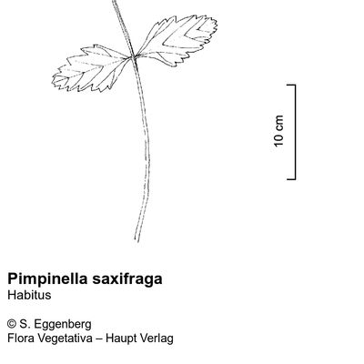 Pimpinella saxifraga L., © 2022, Stefan Eggenberg – Flora Vegetativa © Haupt Verlag