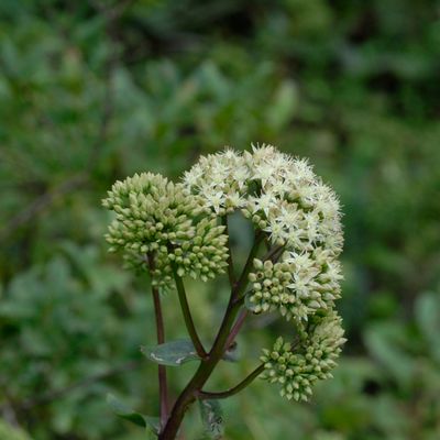 Sedum telephium subsp. maximum (L.) Kirschl., © 2022, Philippe Juillerat