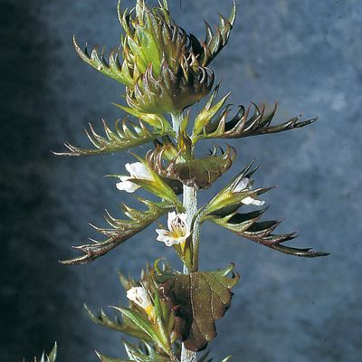 Euphrasia salisburgensis Hoppe, © 2022, Konrad Lauber – Flora Helvetica – Haupt Verlag