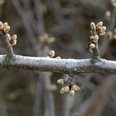 Prunus spinosa L., 20 March 2021, © Copyright Françoise Alsaker