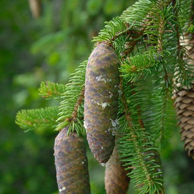 Picea abies (L.) H. Karst., © 2007, Beat Bäumler – Marchairuz (VD)