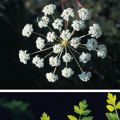 Peucedanum oreoselinum (L.) Moench, © 2022, Konrad Lauber – Flora Helvetica – Haupt Verlag