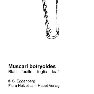 Muscari botryoides (L.) Mill., 7 January 2021, © 2022, Stefan Eggenberg – Flora Helvetica – Haupt Verlag