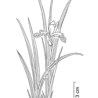 Iris graminea L., 10 November 2022, © 2022, Stefan Eggenberg – Flora Vegetativa - Haupt Verlag