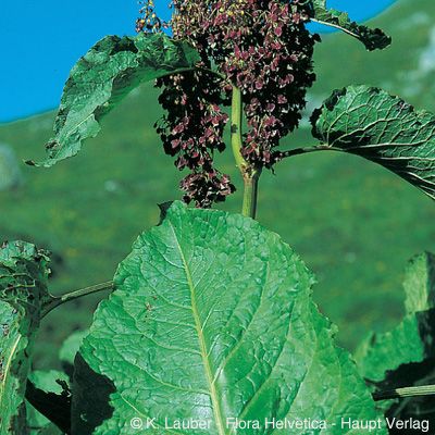 Rumex alpinus L., © 2022, Konrad Lauber – Flora Helvetica – Haupt Verlag