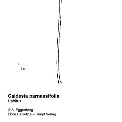 Caldesia parnassifolia (L.) Parl., 7 January 2021, © 2022, Stefan Eggenberg – Flora Helvetica – Haupt Verlag