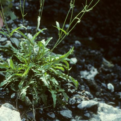 Crepis capillaris Wallr., © Copyright Christophe Bornand