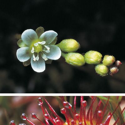 Drosera rotundifolia L., © 2022, Konrad Lauber – Flora Helvetica – Haupt Verlag