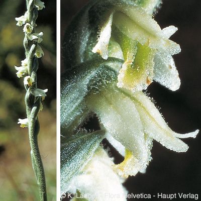 Spiranthes spiralis (L.) Chevall., © 2022, Konrad Lauber – Flora Helvetica – Haupt Verlag