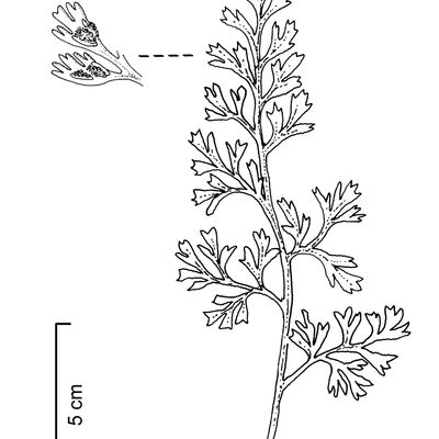 Asplenium fissum Willd., 23 October 2022, © 2022, Stefan Eggenberg – Flora Vegetativa - Haupt Verlag