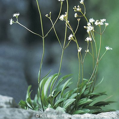 Valeriana saxatilis L., © 2022, Konrad Lauber – Flora Helvetica – Haupt Verlag