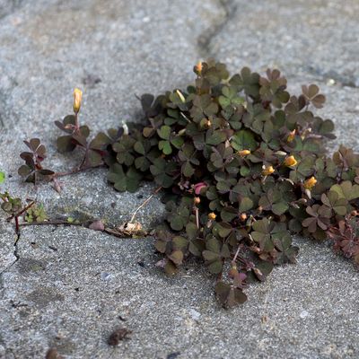 Oxalis corniculata L., 30 March 2013, Françoise Alsaker – Oxalidaceae