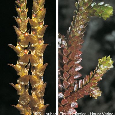 Selaginella helvetica (L.) Link, © 2022, Konrad Lauber – Flora Helvetica – Haupt Verlag