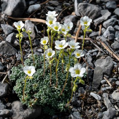 Saxifraga caesia L., 24 June 2020, © Copyright 2020 Françoise Alsaker