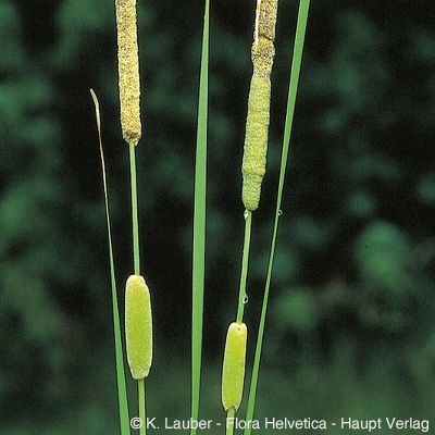 Typha laxmannii Lepech., © 2022, Konrad Lauber – Flora Helvetica – Haupt Verlag