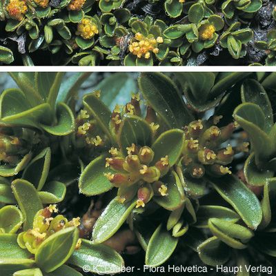 Salix serpillifolia Scop., © 2022, Konrad Lauber – Flora Helvetica – Haupt Verlag