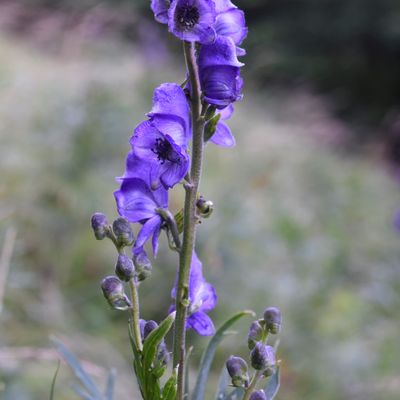 Aconitum napellus subsp. vulgare Rouy & Foucaud, © 2022, Philippe Juillerat – Generoso, Al Perustábiu