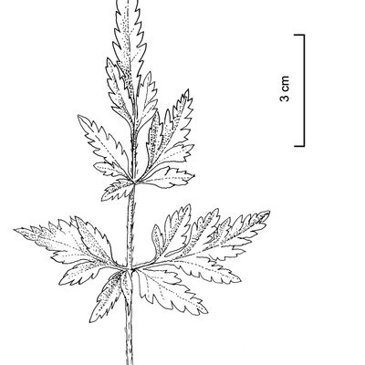 Torilis arvensis (Huds.) Link, © 2022, Stefan Eggenberg – Flora Vegetativa © Haupt Verlag