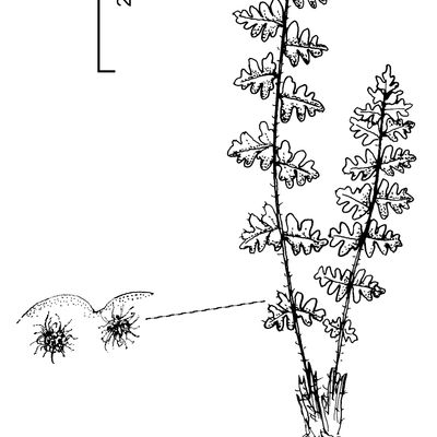 Woodsia alpina (Bolton) Gray, © 2022, Stefan Eggenberg – Flora Vegetativa - Haupt Verlag
