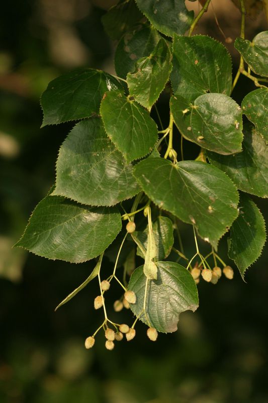 Graines de Tilleul à petites feuilles - Semences de Tilia cordata