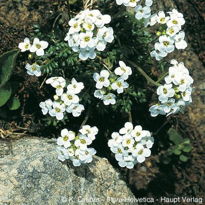 Pritzelago alpina (L.) Kuntze subsp. alpina, © 2022, Konrad Lauber – Flora Helvetica – Haupt Verlag