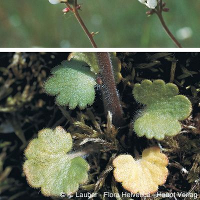 Saxifraga bulbifera L., © 2022, Konrad Lauber – Flora Helvetica – Haupt Verlag