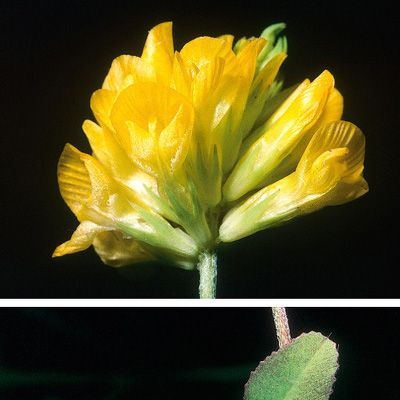 Trifolium patens Schreb., © 2022, Konrad Lauber – Flora Helvetica – Haupt Verlag