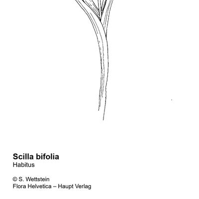 Scilla bifolia L., © 2022, Sacha Wettstein – Flora Helvetica – Haupt Verlag